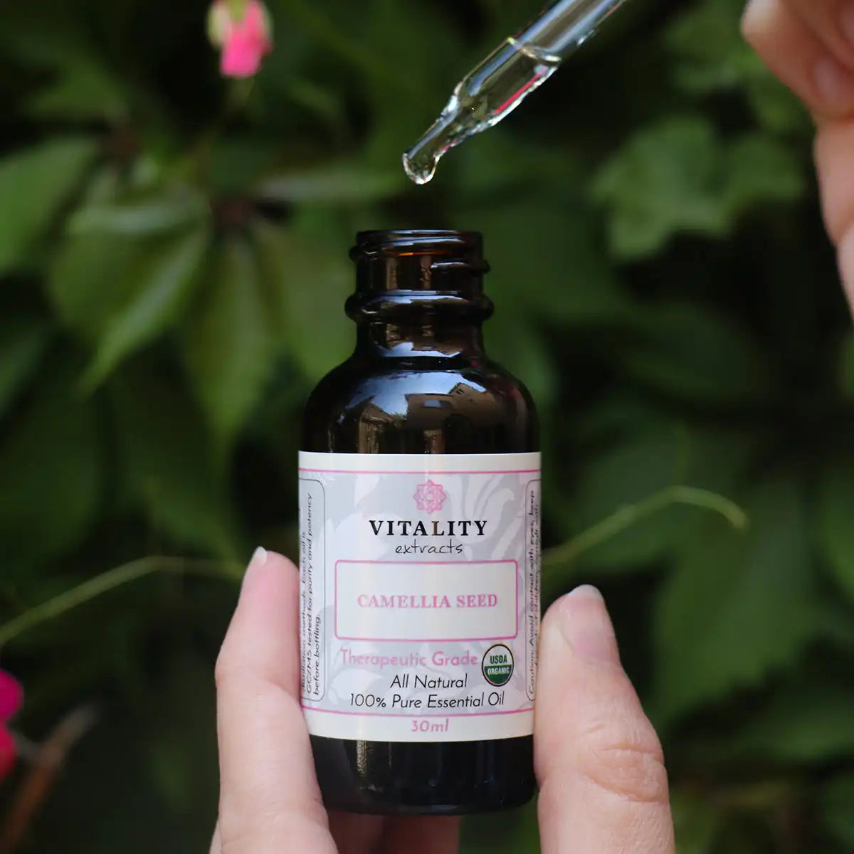 Camellia Seed Oil (Organic)